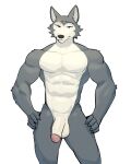  2023 anthro balls beastars canid canine canis fur genitals grey_body grey_fur hi_res humanoid_genitalia humanoid_penis jrjresq legoshi_(beastars) looking_at_viewer male mammal muscular muscular_anthro muscular_male nude penis scar solo white_body white_fur wolf 