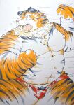  2023 absurd_res anthro belly bulge clothing felid hi_res humanoid_hands kemono male mammal moobs nipples overweight overweight_male pantherine pink_nose solo suishou0602 tiger underwear 