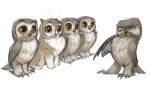  ambiguous_gender avian bird blank_expression domestic_cat felid feline felis feral group looking_aside looking_at_another mammal owl simple_background suspicious white_background yellow_eyes 