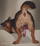  anatomically_correct anatomically_correct_anus anatomically_correct_genitalia anatomically_correct_penis animal_genitalia animal_penis anus ass_up balls butt canid canine canine_genitalia canine_penis canis domestic_dog erection feral fur genitals german_shepherd herding_dog hi_res knot male mammal multicolored_body multicolored_fur pastoral_dog penis presenting presenting_anus presenting_hindquarters sepulte simple_background solo 