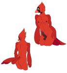  absurd_res anthro areola avian balls beak bird butt cardinal_(bird) erection feathers genitals glans hi_res humanoid_genitalia humanoid_penis male nipples oscine passerine penis poppin red_body red_feathers simple_background solo tail_feathers white_background 