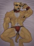  abs anthro bulge canid canine canis clothed clothing collar domestic_dog droopie ear_piercing eyebrows floppy_ears fur hi_res jockstrap jockstrap_only looking_at_viewer male mammal muscular muscular_anthro muscular_male nipples pecs piercing solo thick_eyebrows topless underwear underwear_only whiskers yellow_body yellow_fur 