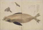  1823 19th_century ancient_art brown_body brown_fur fin fur hasegawa_settan hi_res japanese_text mammal marine multiple_images open_mouth pinniped sea_lion sharp_teeth solo teeth text traditional_media_(artwork) 