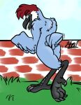  ambiguous_gender anthro antigone_(genus) avian beak bird butt crane_(bird) feathers feet gruiform half-closed_eyes hi_res male narrowed_eyes open_mouth pteri pteri_(pteri) sandhill_crane shaking_butt simple_background simple_coloring soles solo tail_feathers talons tongue tongue_out 