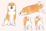  ambiguous_gender anus ayaka butt canid canine canis confusion countershading domestic_dog earless feral fur looking_at_viewer looking_back lying mammal paws quadruped question_mark raised_tail shiba_inu simple_background sleeping smile solo spitz tail tan_body tan_fur tongue tongue_out white_body white_fur 