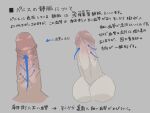  anatomy arrow_(symbol) bara disembodied_penis erection highres how_to large_testicles male_focus original penis shrimp_g_r18 testicles text_focus thick_penis translation_request uncensored veins veiny_penis 