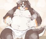 2023 anthro balls belly bernese_mountain_dog big_belly black_body black_fur black_nose blush canid canine canis domestic_dog fur genitals humanoid_hands kemono kotadash male mammal molosser moobs mountain_dog navel nipples overweight overweight_male solo steam swiss_mountain_dog tongue tongue_out towel white_body white_fur 