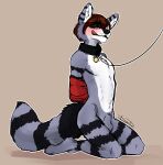  anthro arms_tied balls bdsm bound collar devellix genitals hi_res kneeling licking licking_lips licking_own_lips male male/male mammal penis procyonid raccoon rocko_ziggs solo tongue tongue_out 