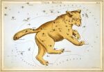  1825 19th_century absurd_res ambiguous_gender ancient_art bear brown_body brown_fur brown_tail claws constellation etching feral fur hi_res latin_text mammal public_domain quadruped sidney_hall simple_background solo star star_map tail text toe_claws traditional_media_(artwork) ursa_major_(constellation) white_background 