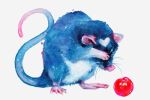  1other animal_focus arsenixc blue_fur cherry covering_face food fruit full_body hand_on_own_face heart mouse mouse_tail no_humans original painting_(medium) simple_background tail traditional_media washing watercolor_(medium) whiskers 