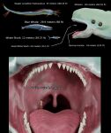  absurd_res ambiguous_gender baleen_whale cetacean chart comparing female feral fish great_white_shark group hi_res human lamnid lamniform mammal marine mike37 reaper_leviathan_(subnautica) shark size_chart size_difference uvula vore whalien 