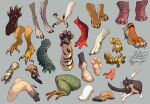  4_toes accipitrid accipitriform ambiguous_gender amphibian anatid anisodactyl anseriform anteater anus avian avian_feet bird canid canine canis claws common_hippopotamus crocodile crocodilian crocodylid domestic_cat duck eagle equid equine feet felid feline felis feral foot_focus gomalemo group haplorhine hippopotamid hooves horse lion lizard mammal monkey newt pantherine pilosan primate reptile salamander scalie suid suina talons tamandua tiger toes wolf x_anus xenarthran 