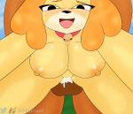  animal_crossing anthro balls big_breasts blush bodily_fluids breasts canid canine canis colgeight digital_media_(artwork) domestic_dog duo female female_penetrated genital_fluids genitals hi_res isabelle_(animal_crossing) looking_at_viewer male male/female male_penetrating mammal nintendo nipples nude penetration penis pussy sex shih_tzu simple_background tongue toy_dog yellow_body 