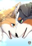  2018 ambiguous_gender australian_shepherd black_body black_fur black_nose blue_eyes blush bodily_fluids brown_body brown_fur canid canine canis comic cover cover_art cover_page crying digital_media_(artwork) domestic_dog doujinshi erugu_(tsukune_minaga) feral floppy_ears fluffy fluffy_ears fur green_eyes herding_dog hi_res inner_ear_fluff japanese_text mammal open_mouth orange_body orange_fur pastoral_dog pink_inner_ear sheepdog sheri_(tsukune_minaga) tears tears_of_joy text tsukune_minaga tuft welling_tears welsh_corgi white_body white_fur white_inner_ear_fluff 