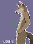  3:4 anthro balls billybobjoey canid canine canis coyote flat_chested flat_shading fuzzy_balls genitals green_eyes hi_res ill male mammal nausea neck_tuft nipples nude outline pregnant pregnant_male progression series side_view simple_background slim solo tail text tuft vector 