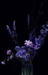  black_background blue_flower flower flower_focus ibuki_satsuki leaf nature purple_flower simple_background vase 