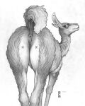  animal_genitalia anus camelid dock ecmajor female feral genitals hi_res horizontal_pupils llama mammal monochrome pupils pussy solo 
