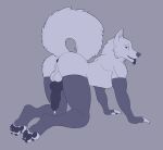  absurd_res all_fours animal_genitalia animal_penis anthro anus arm_warmers armwear backsack balls bodily_fluids butt canid canine canine_genitalia canine_penis canis clothing cum domestic_dog dripping feet fluffy fluffy_tail genital_fluids genitals hi_res husky jacob_the_mistake-ob legwear looking_back male mammal nordic_sled_dog paws penis precum precum_drip raised_tail solo solo_focus spitz tail thigh_highs toes tongue tongue_out 
