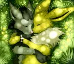  2011 black_body black_fur blackfury cuddling eeveelution eyes_closed fluffy fur generation_1_pokemon generation_3_pokemon grass grey_body grey_fur jolteon mightyena nintendo nose_to_nose outside plant pokemon pokemon_(species) smile white_body white_fur yellow_body yellow_fur 