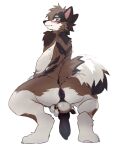  absurd_res animal_genitalia animal_penis anthro anus backsack balls biped blush brown_body brown_fur butt canid canine canine_genitalia canine_penis claws countershade_face countershade_fur countershading fur genitals hi_res kemono kiyosan knot looking_at_viewer looking_back looking_back_at_viewer male mammal pawpads penis simple_background solo tail white_background 