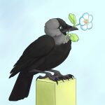  2017 4_toes ambiguous_gender anisodactyl avian avian_feet beak bipedal_feral bird black_body black_feathers blue_eyes claws colored corvid corvus_(genus) digital_media_(artwork) digitigrade feathered_wings feathers feet feral flower flower_in_mouth grey_body grey_feathers hi_res holding_flower holding_object jackdaw multicolored_body multicolored_feathers nude oscine passerine plant scuted_feet scuted_legs scutes shaded simple_background solo standing tail tail_feathers talons toe_claws toes tora_tikel two_tone_body two_tone_feathers western_jackdaw wings 