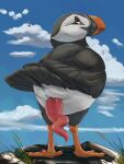  2022 3:4 alcid avian avian_butt bird butt cloud detailed_background feral genitals hi_res lari looking_at_viewer looking_back looking_back_at_viewer magpi male penis prehensile_penis presenting puffin rear_view solo spiral_penis 