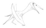  ambiguous_gender anonymous_artist black_and_white feral hi_res launch launching monochrome navajodactylus not_furry pterosaur reptile scalie solo teeth wings 