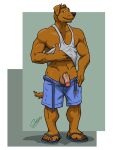  2020 abs anthro balls belt biceps bottomwear canid canine canis chestnuts_(artist) clothed clothing domestic_dog flaccid footwear genitals grin looking_at_viewer male mammal manly muscular partially_clothed pecs penis presenting raising_shirt sandals shirt shorts simple_background smile solo standing tank_top topwear undressing vein veiny_penis 