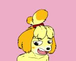  animal_crossing black_nose canine dog edit fur isabelle_(animal_crossing) looking_down mammal nintendo open_mouth reaction_image shih_tzu solo teeth video_games 