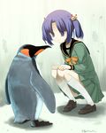  bird blue_eyes blue_hair copyright_request okina_ika penguin school_uniform serafuku solo squatting twintails 