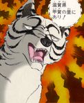  dog fangs ginga_nagareboshi_gin white_tiger_(ginga_nagareboshi_gin) 