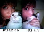  animal asian cat lowres nakagawa_shouko photo translated what 