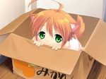  ahoge animal_ears box cardboard_box cat_ears game_cg green_eyes in_box in_container mikan_(wanko) mikan_box mizuki_kotora orange_hair solo tail wanko_to_kurasou 