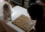  board_game cat photo shougi tagme 