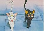  artemis_(sailor_moon) bishoujo_senshi_sailor_moon cap cat luna_(sailor_moon) 