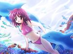  artist_request bikini blush copyright_request dolphin purple_hair red_eyes short_hair swimsuit underwater 
