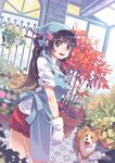  bf._(sogogiching) blue_hair dog gloves greenhouse long_hair open_mouth original plant ponytail purple_eyes smile solo 