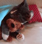  adorable blanket cat cuddle cuddling cute feline feral gif hug looking_at_viewer loop mammal pillow plushie real snuggle teddy_bear unknown_artist 