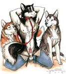  2004 allison_reed anthro blue_eyes canine canine_penis collar dog feral husky java kneeling knot_in_sheath leash looking_at_viewer male pants penis 