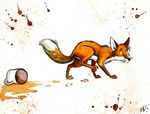  canine coffee culpeofox feral fox non-anthro solo 