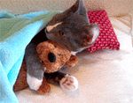  bear cat cute feline feral gif hug low_res mammal pillow real solo teddy_bear toy unknown_artist 