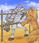  ball_gag bdsm bondage calli equine feline gay hooves humanoid_penis licking lion male nipples nude penis predator_and_prey raised_tail rope stripes tail tongue zebra 