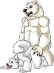  anal anal_penetration anthro bear canine claws dog duo fur gay interspecies male mammal mechasheep penetration plain_background polar_bear predator/prey_relations sex size_difference transparent_background white_fur 