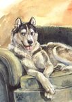  blotch canine dog female feral heterochromia husky looking_at_viewer mammal non-anthro sofa solo 