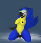  anthro avian bird blue blue-gold_macaw blue_feathers breasts female macaw nipples nude nyar parrot solo wings yellow yellow_body yellow_feathers 