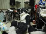  canine drum_set fox fursuit hat keyboard mammal musical_instrument netiel real solo zekrom 