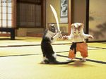  dojo feral funny humor kittens picture real sword weapon 