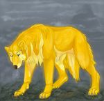  canine dog feral fur gold grass grey lonely mammal non-anthro rain solo yellow yellow_fur 
