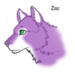  canine chaoswerewolf dog husky portrait solo zac 