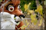  canine dalefox flower fox fursuit male mammal nature oklacon panthur real solo source_request unknown_artist zephyr zephyrpanthur 